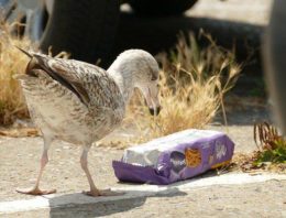 Microplastics Might Already In Your Gut